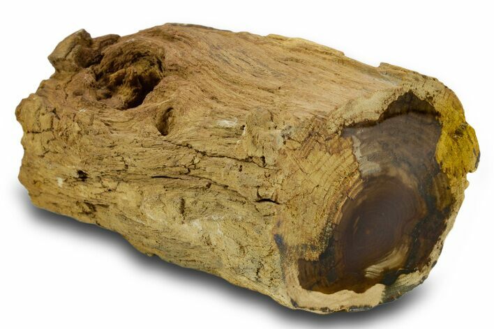 Polished Petrified Wood Limb Section - McDermitt, Oregon #382239